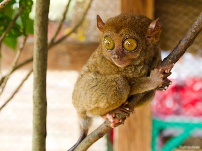 Tarsier