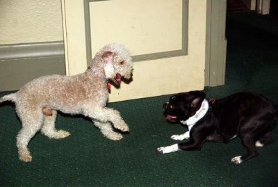 The Dogs Griffin on left and Princes on right having fun