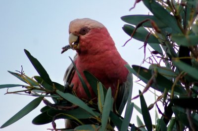 Pink and Grey Galah, Australia, Victoria, Sandy Point