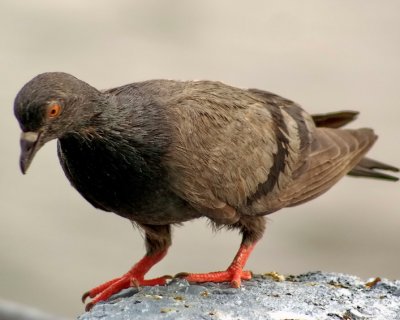 And Birds - we fed them too