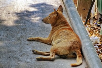 Bangkok Dog