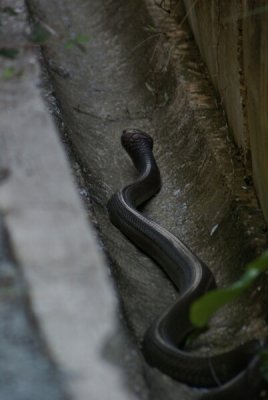 A huge and dangerous snake - no anti-venom