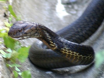 king cobra closeup of head