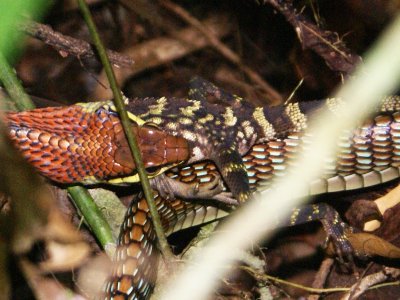 Elegant Bronzeback Snake(Dendrelaphis formosus)