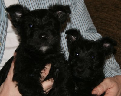 Becky Ray's Grandpups!