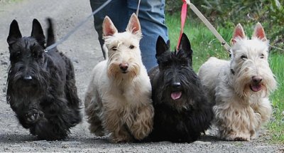 The first one (walking) is L-R: Mason, Phoebe, Agatha, and Connor