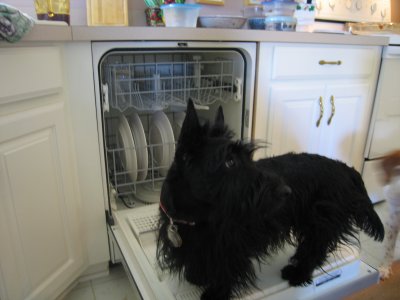 Lilly dishwasher2.jpg