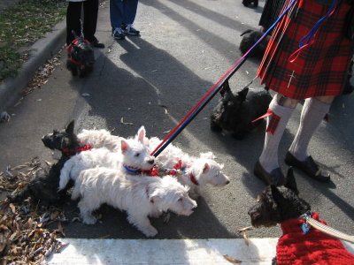 Scottish Parade December 1, 2007 in Alexandria, Virginia