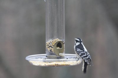 Downey Woodpecker