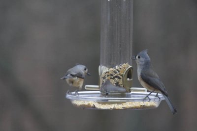 Titmice