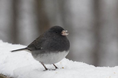 Junco in the Snow