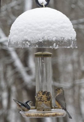 Titmouse and Nuthatch