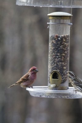 Purple Finch Pair