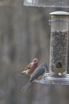 Purple Finch and Titmouse