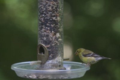 goldfinch_f2.jpg
