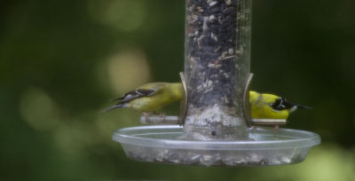goldfinch_pair.jpg