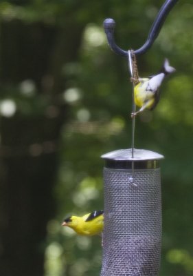 goldfinches_m.jpg