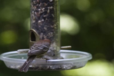 house_finch_m.jpg