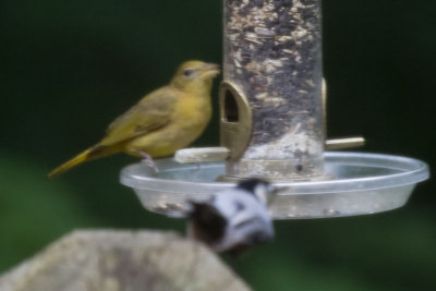 summer_tanager_f.jpg