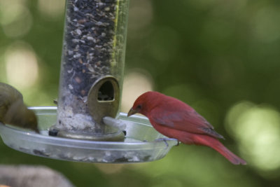 At The Feeder