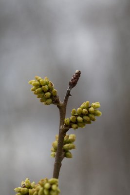 Budding
