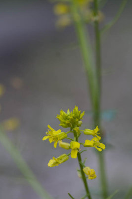 Yellow.jpg