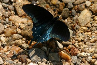 IMG_6679.JPG