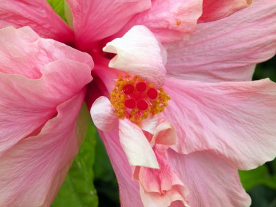 Hibiscus 1.