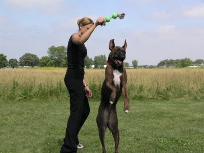 Woman With Boxer