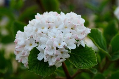Ivory And Pink Blossoms