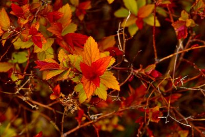 Red Bush Leaves