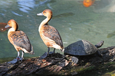 2 Mallards (females) and a turtle