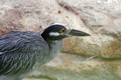 Yellow-crowned Night Heron