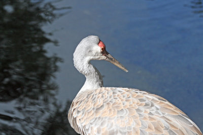 Sandhill Crane