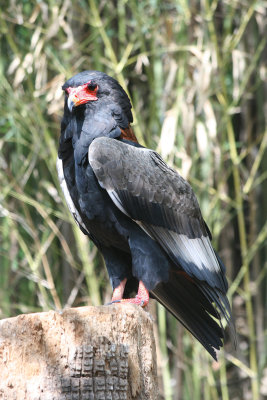 Bateleur Eagle (male) 3
