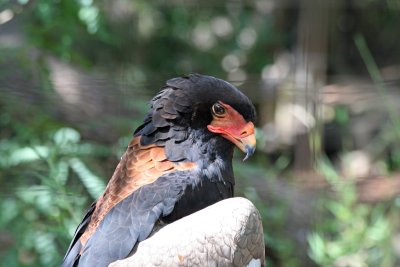 Bateleur Eagle (female) 5