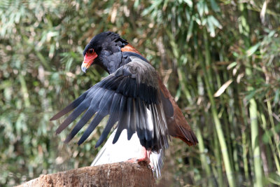 Bateleur Eagle (male) 7