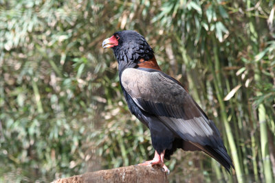 Bateleur Eagle (male) 9