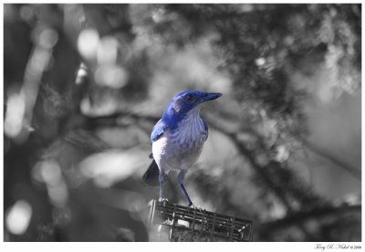 Scrub Jay