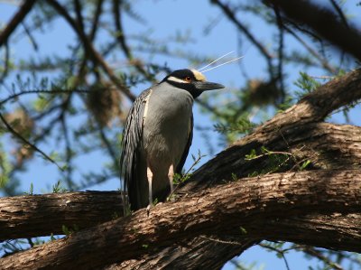 Yellow-crowned Night Heron #1