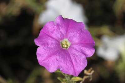 Purple Flower