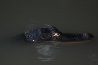 Gator with night vision