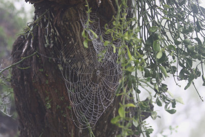 Dew on the Spiderweb