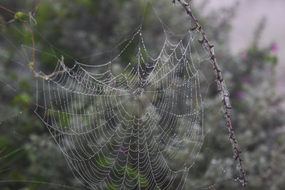 Dew Drop Catcher