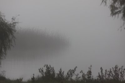 Foggy Morn on the Water