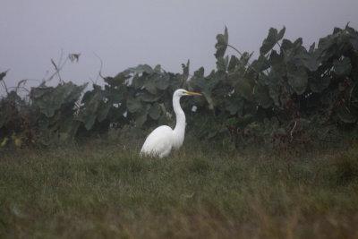 Egret in the fog