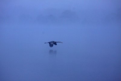 Great Blue Heron in the Fog