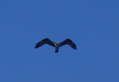 Osprey #1