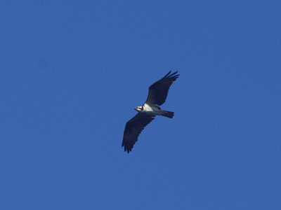 Osprey #3