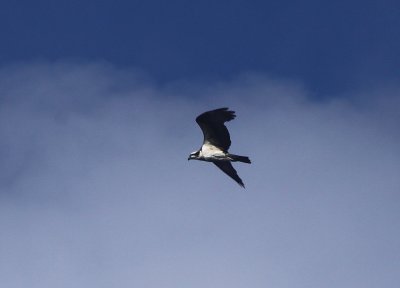 Osprey #4